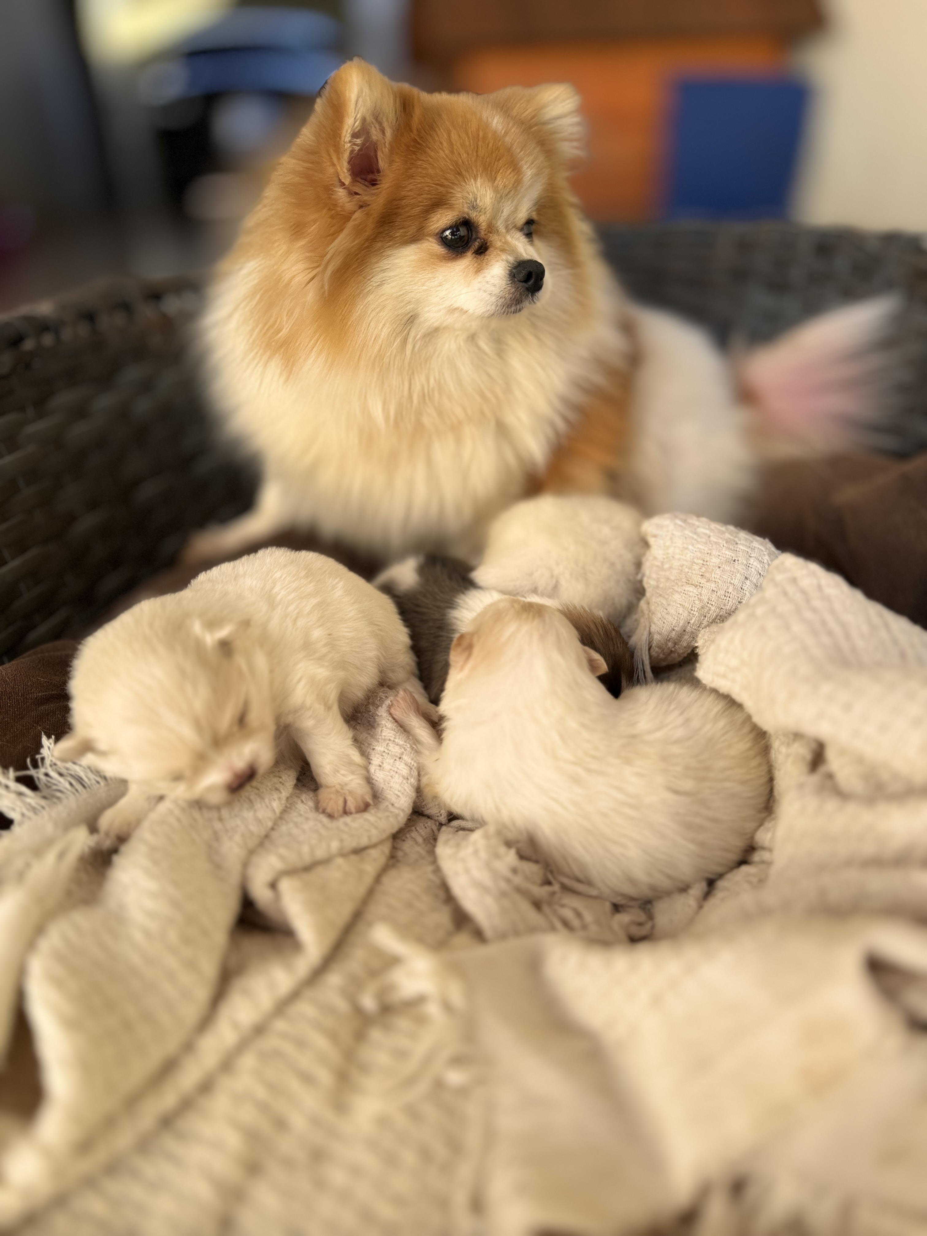 Portal Vendocão Filhotes de Lulu da Pomerânia Dourados