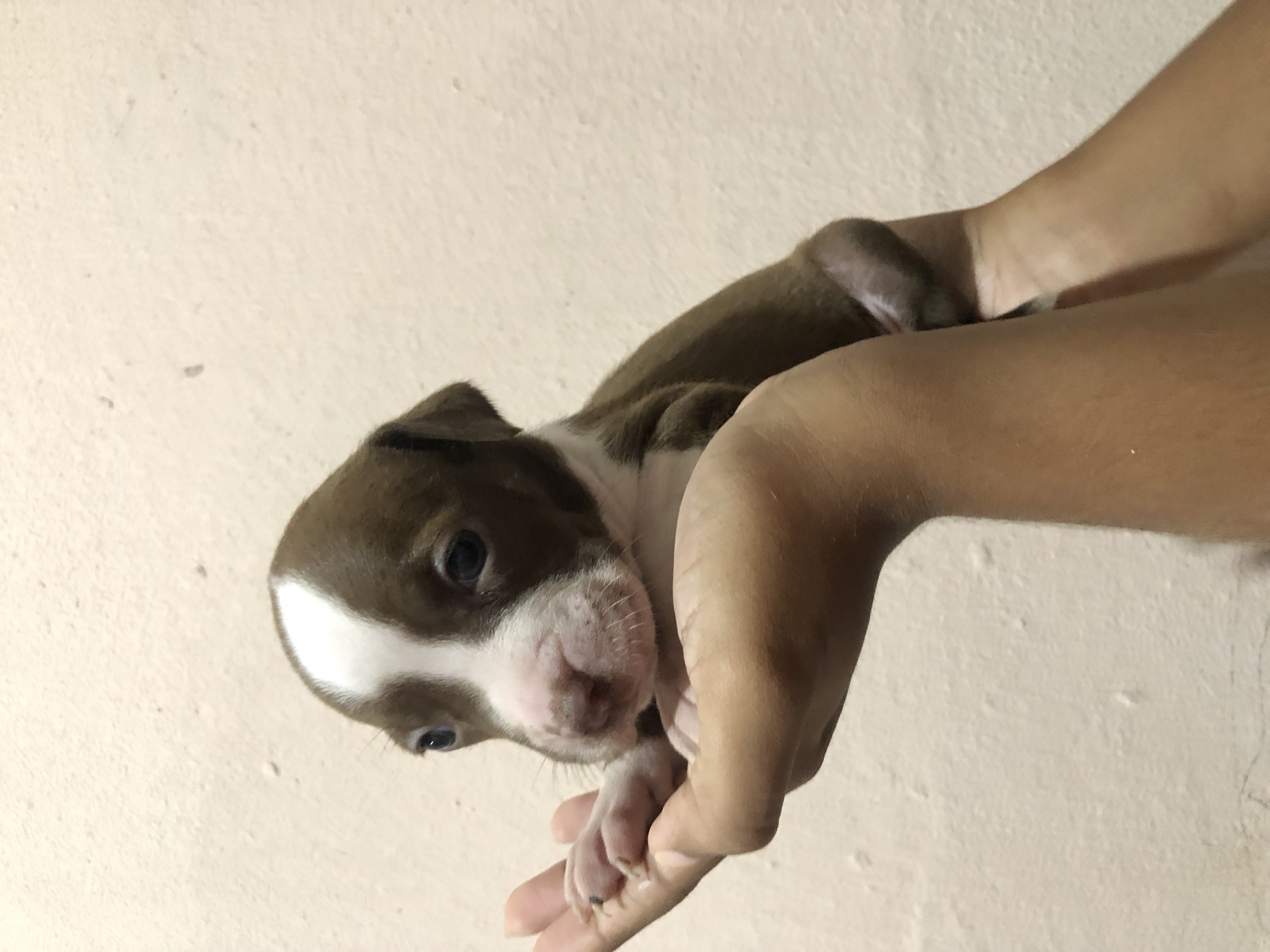 Portal Vendocão Filhotes de pitbull  Itabuna