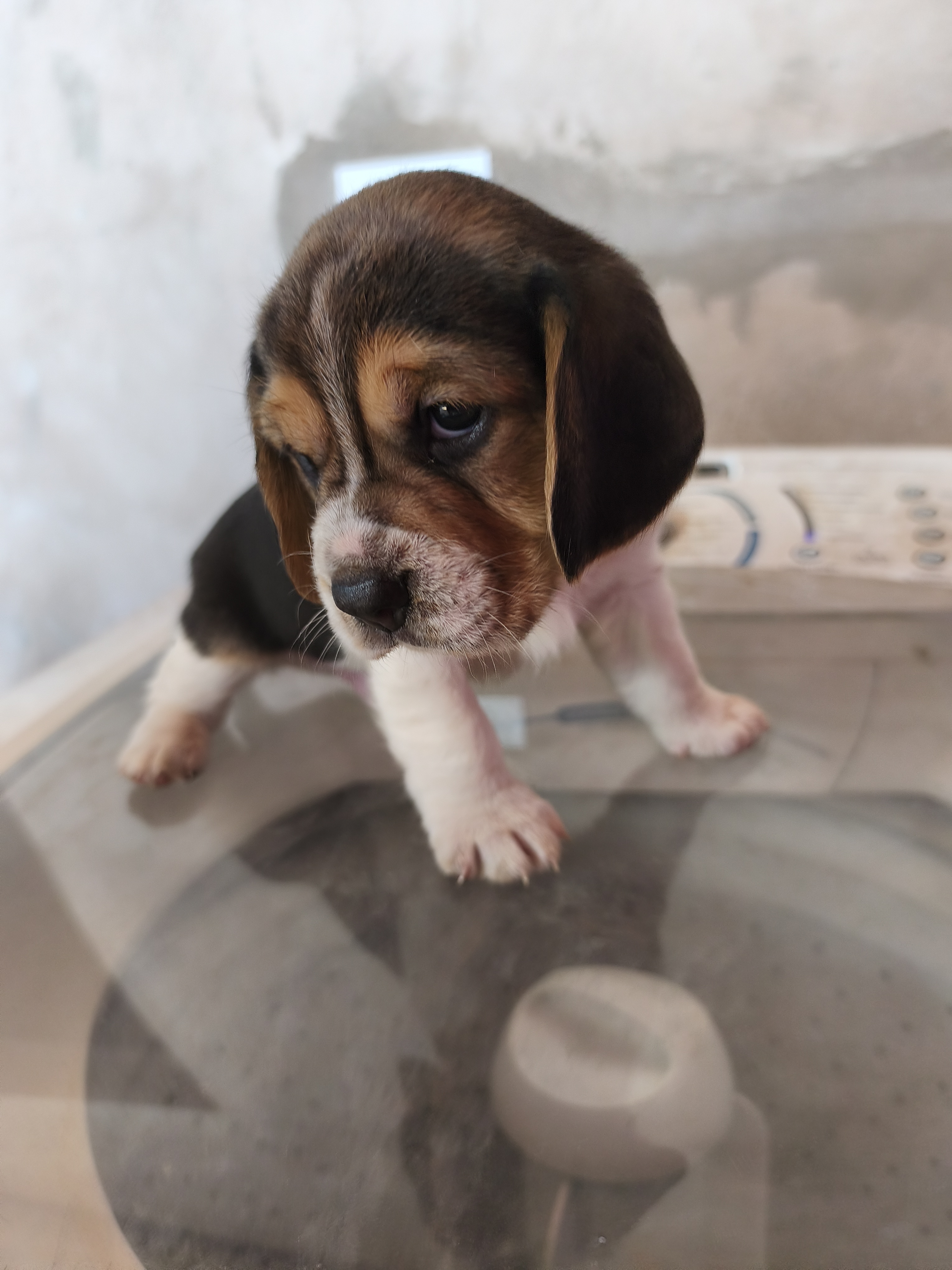 Portal Vendocão Lindo filhotes de Beagles  Cianorte 