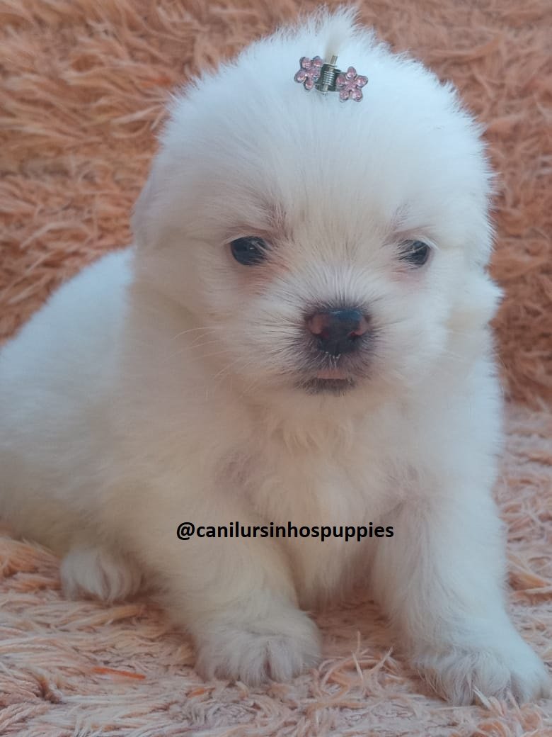 maltes garanta hoje o seu bebe #canilursinhospuppies  - Foto 2
