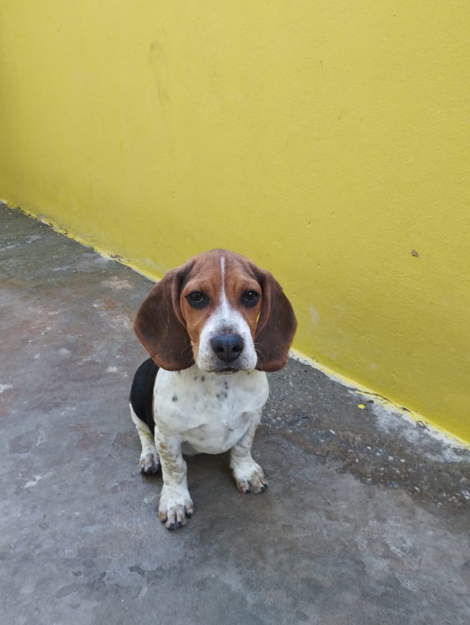 filhotes de Beagle Ouro Branco