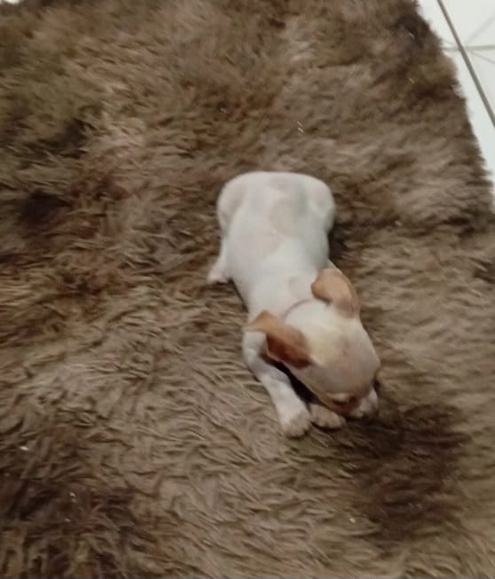 Portal Vendocão Vendo filhotes de cachorro Pincher  Itupiranga 