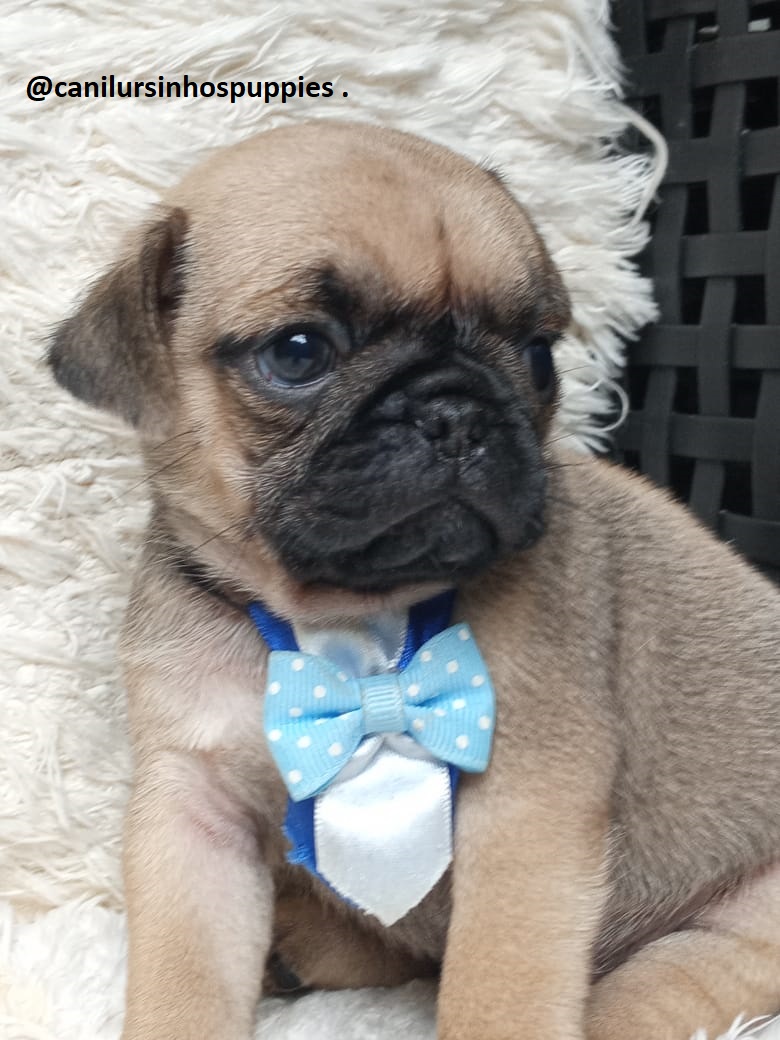 Portal Vendocão pug lindos bebes pronta entrega garanta o seu #canilursinhospuppies  são paulo