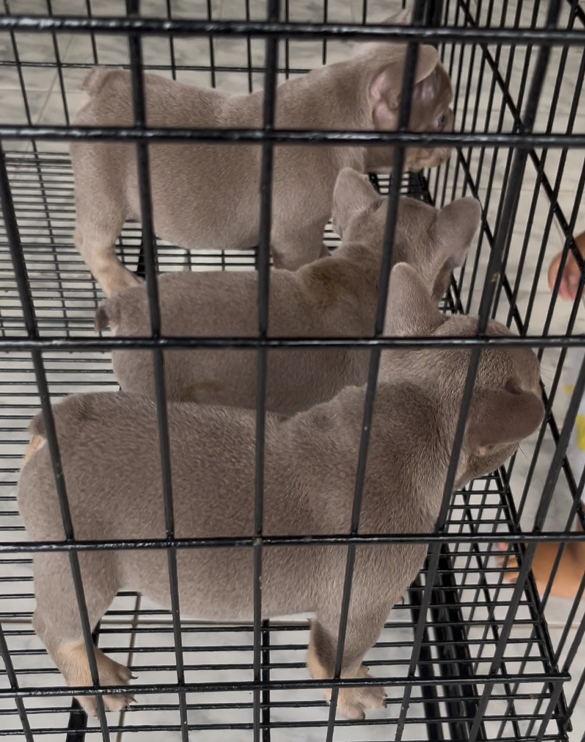 Portal Vendocão Buldogue Francês  Manaus