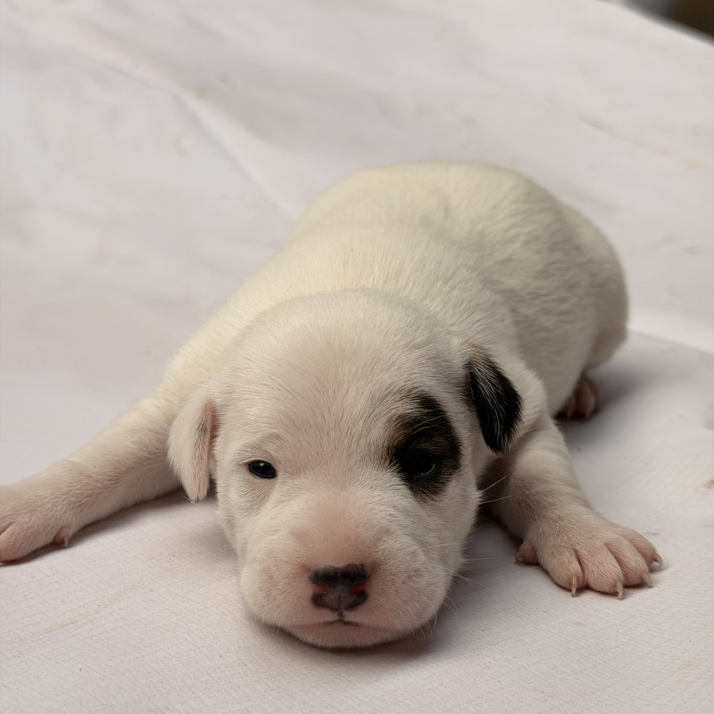 Lindos filhotes de Jack Russell Terrier disponíveis - Foto 3