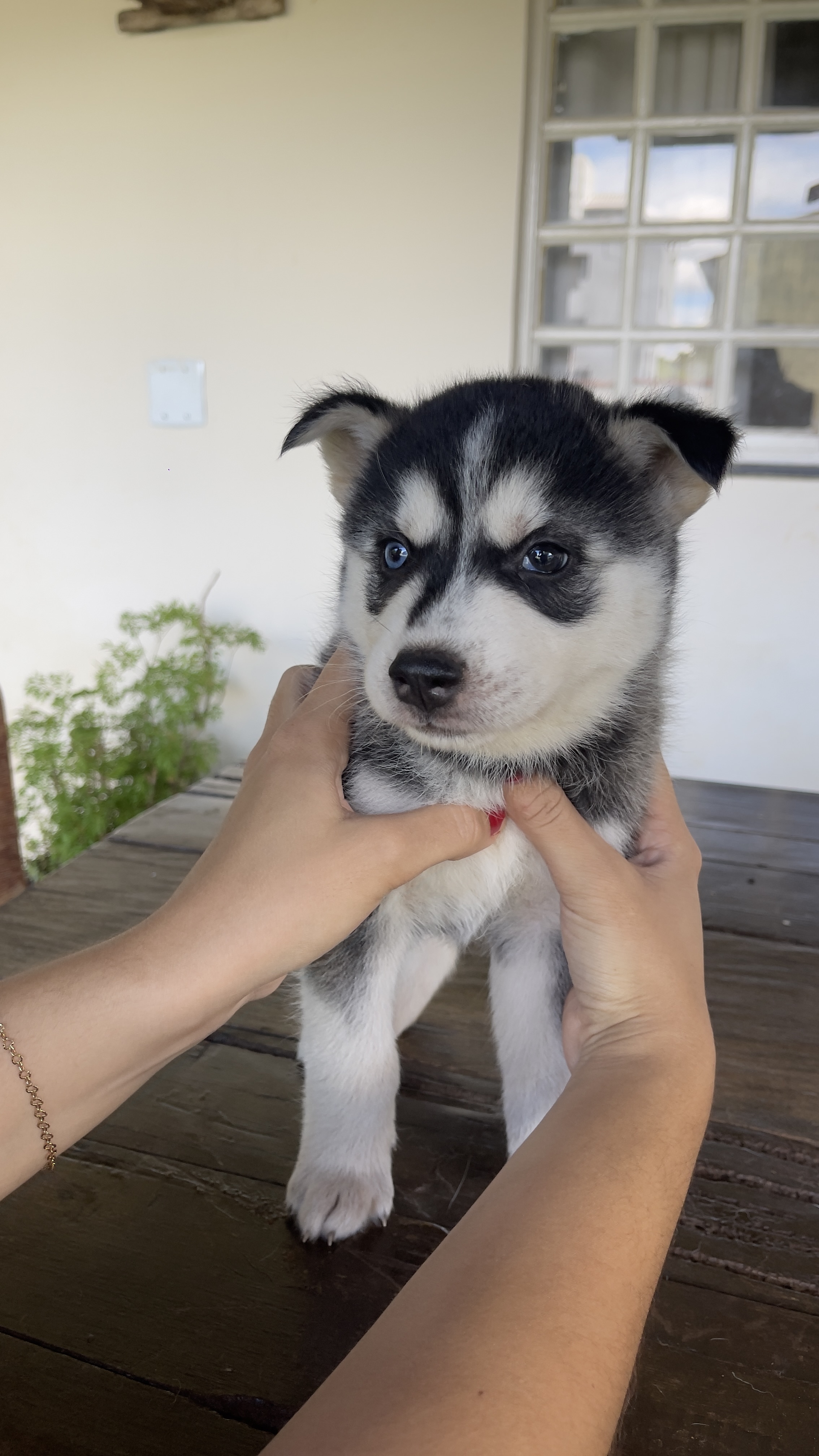 Filhotes Husky Siberiano  - Foto 2