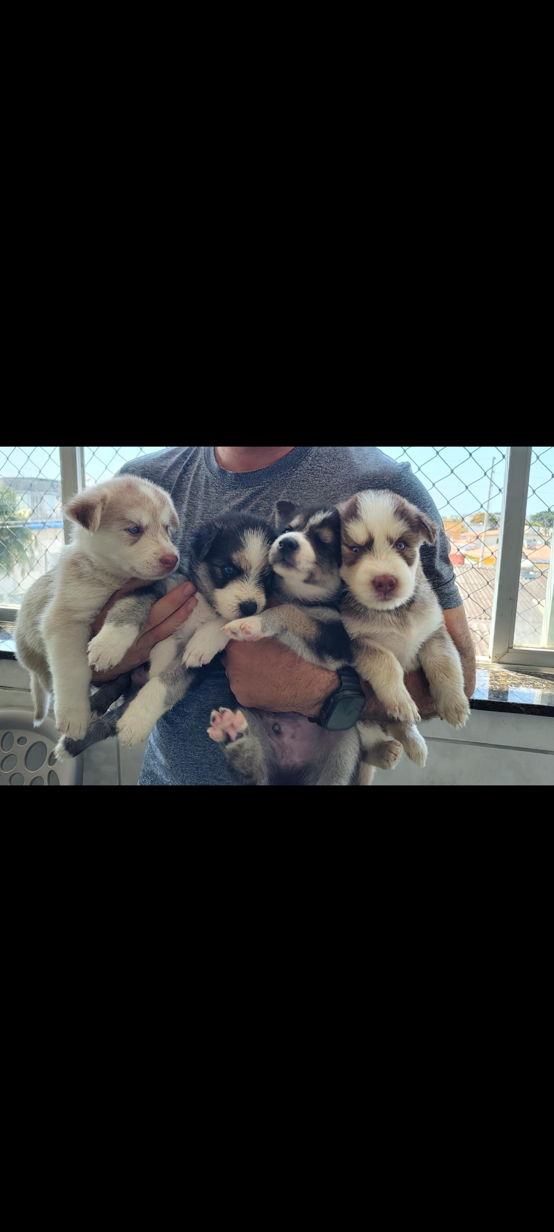 Portal Vendocão Filhote de husky/ husky c lhasa Jaboatão dos Guararapes