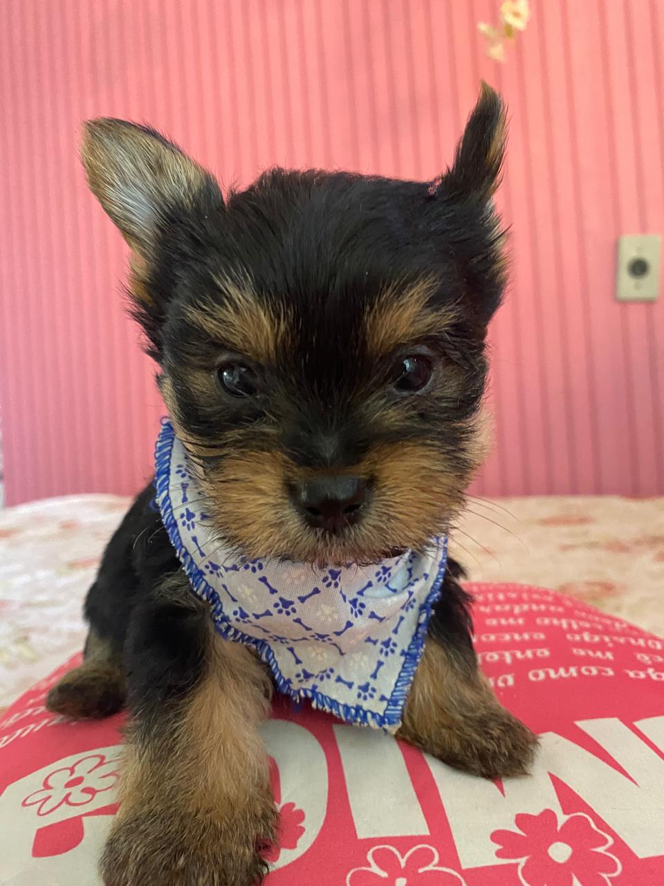 Yorkshire Terrier  - Foto 2