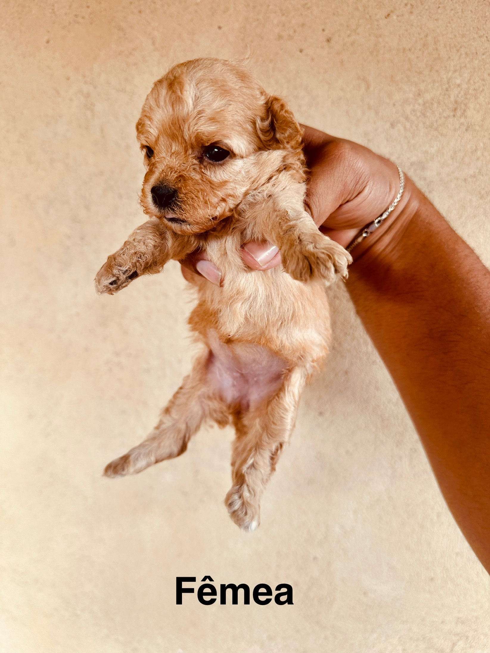 Portal Vendocão Venda filhote de poodle toy 1  SurubimPe 