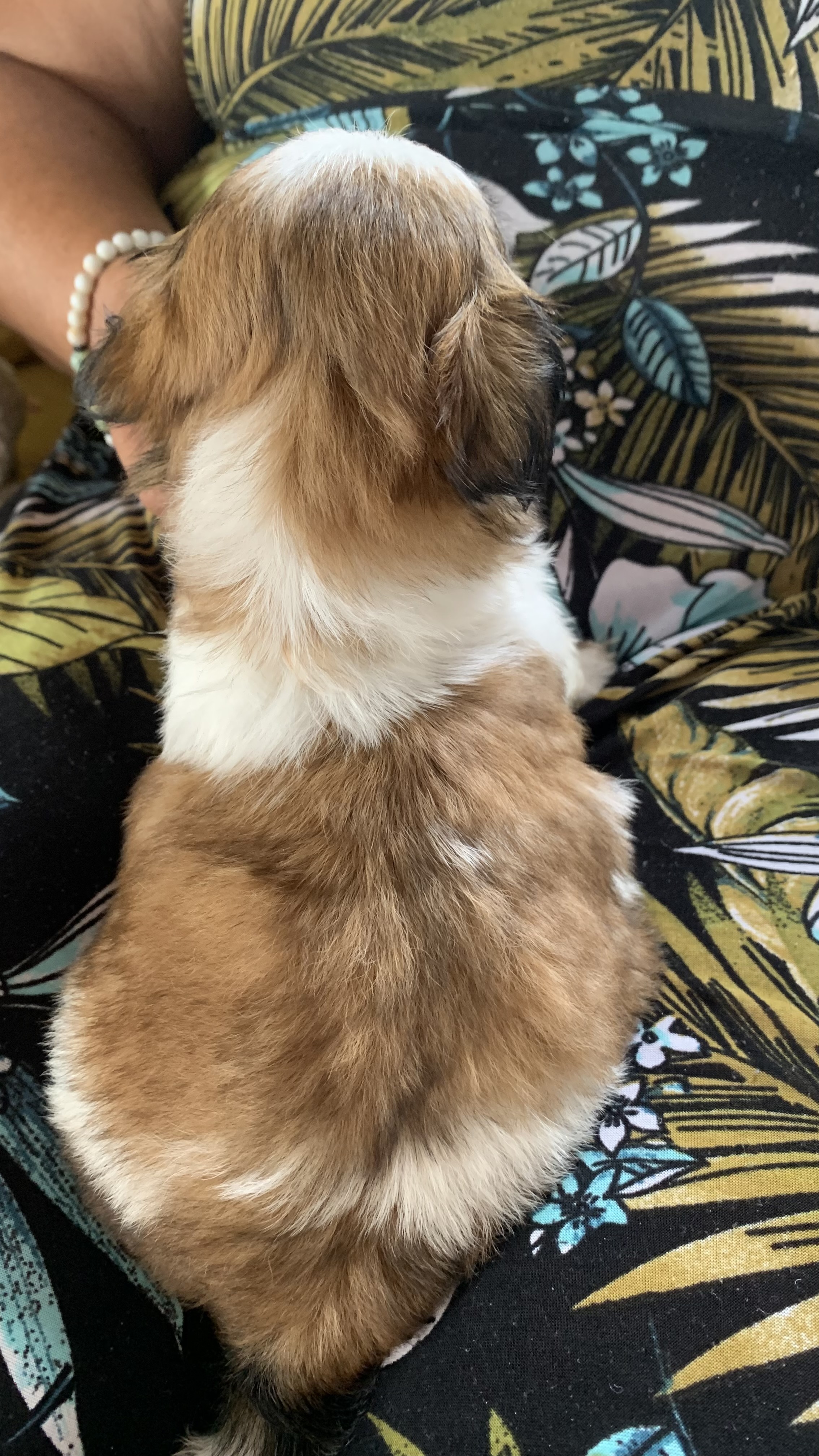Shi tzu - Foto 5
