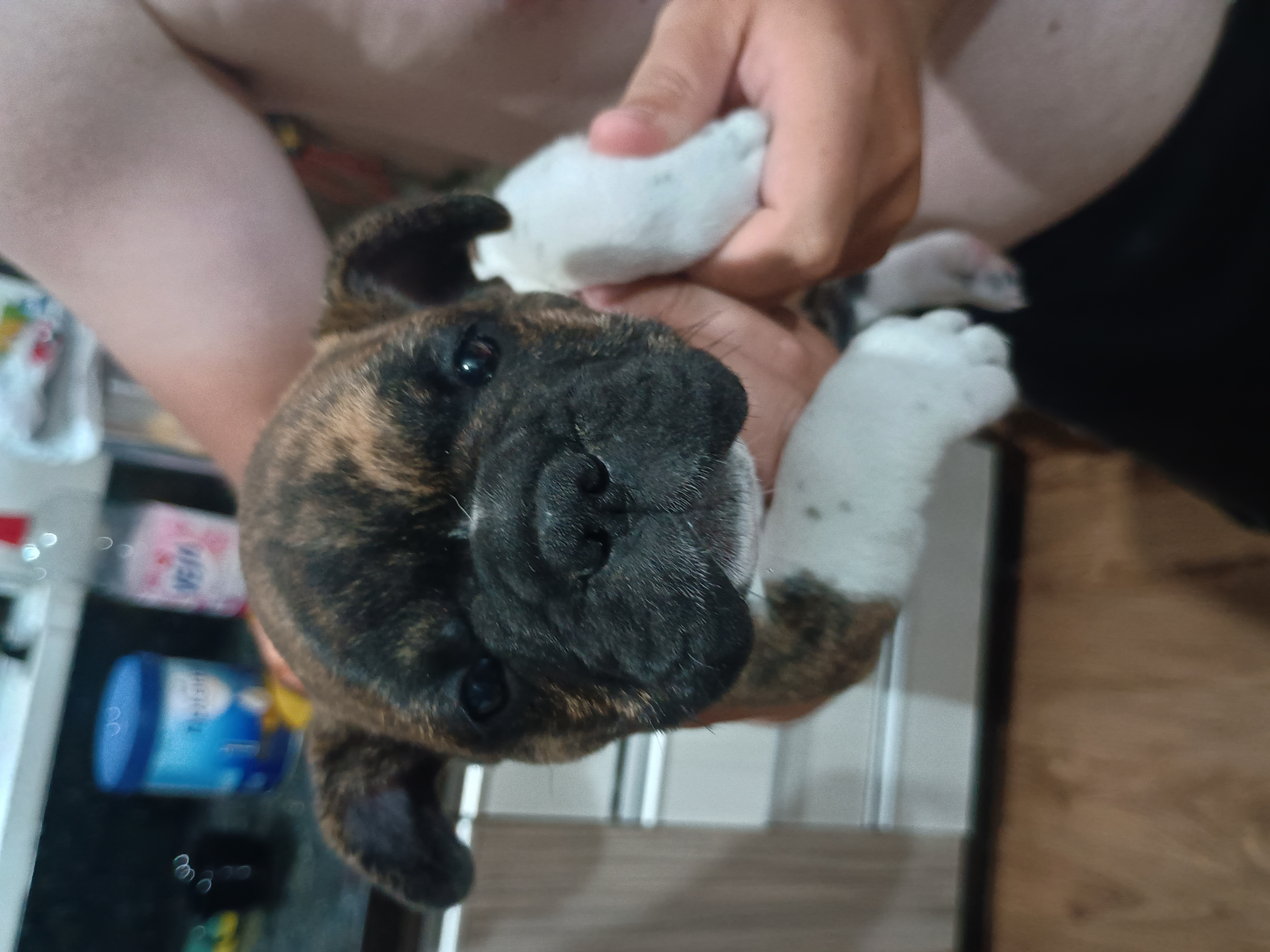 Portal Vendocão Filhote de buldogue francês  Joinville 