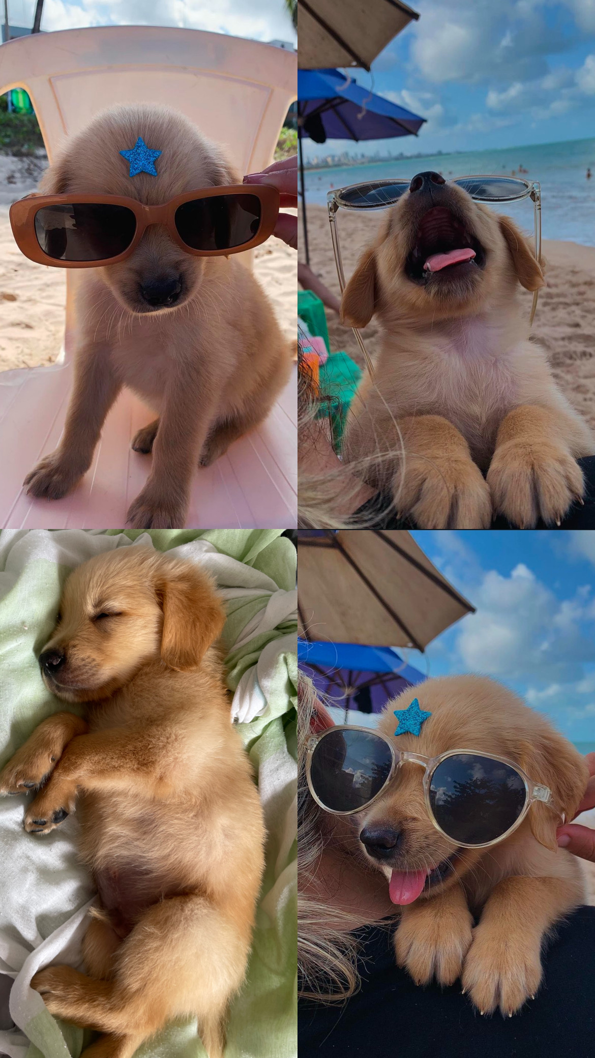 Portal Vendocão GOLDEN RETRIEVER MACHO João Pessoa 