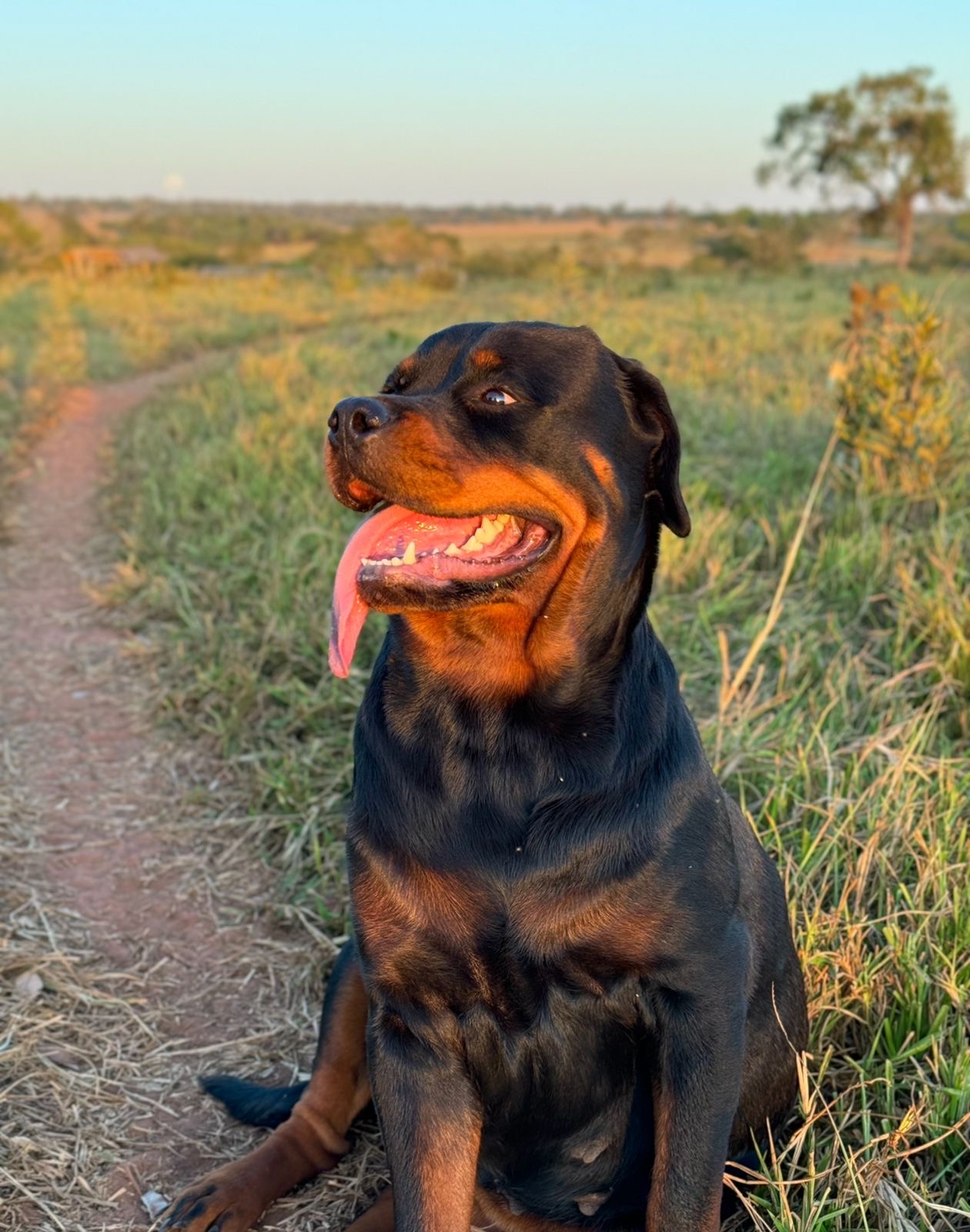 filhotes de Rottweiler Campo Grande 