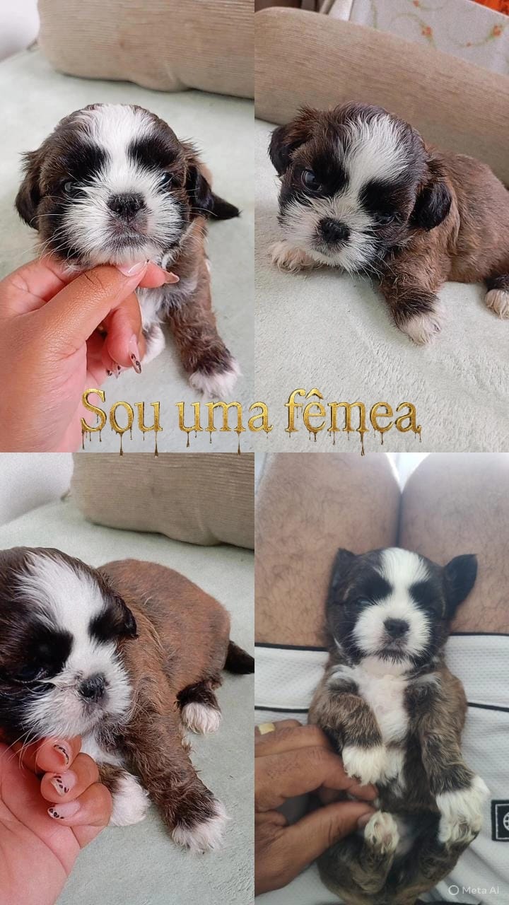 Vendo filhotes de Shitzu puros - Foto 1