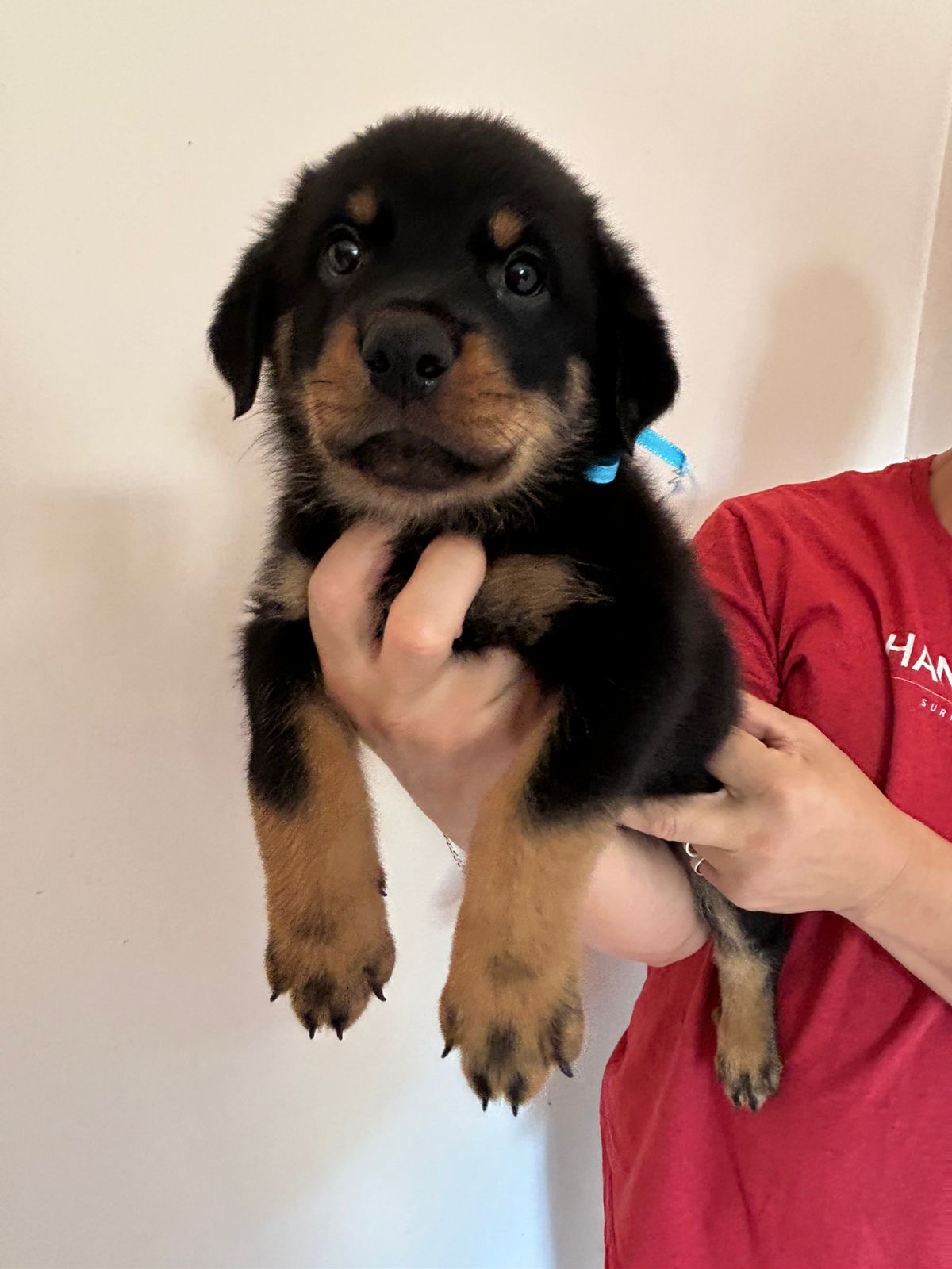 Portal Vendocão Vendo filhotes de Rottweiler  Foz do Iguaçu 