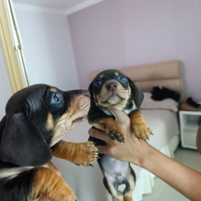 Filhotes de cachorro salsicha (Dacshund) - Foto 1