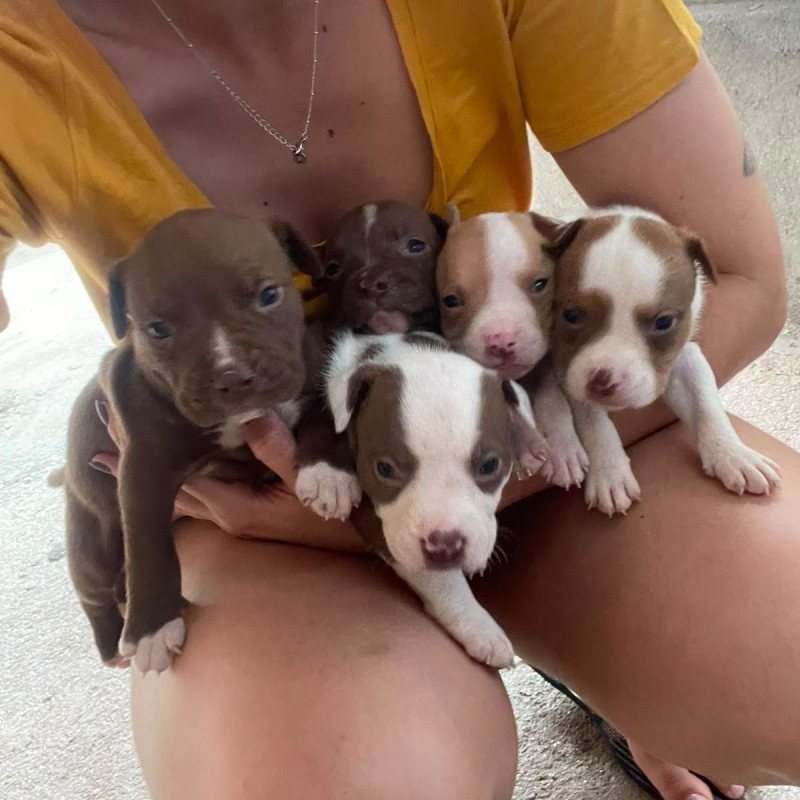 Filhotes de American Staffordshire (amstaff) - Foto 1