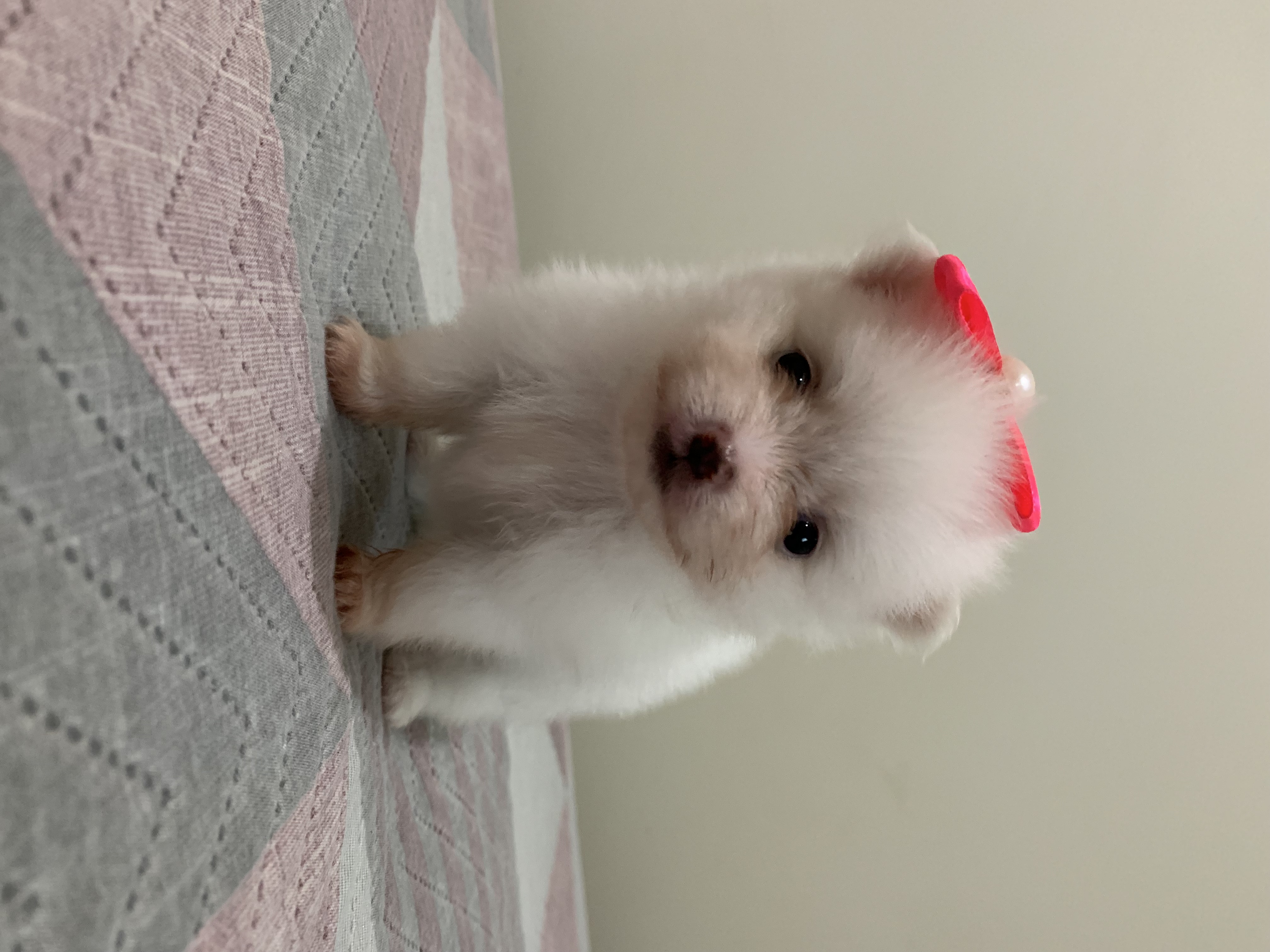 Portal Vendocão Filhotes Spitz Alemão Lulu da Pomerania  Belo Horizonte 