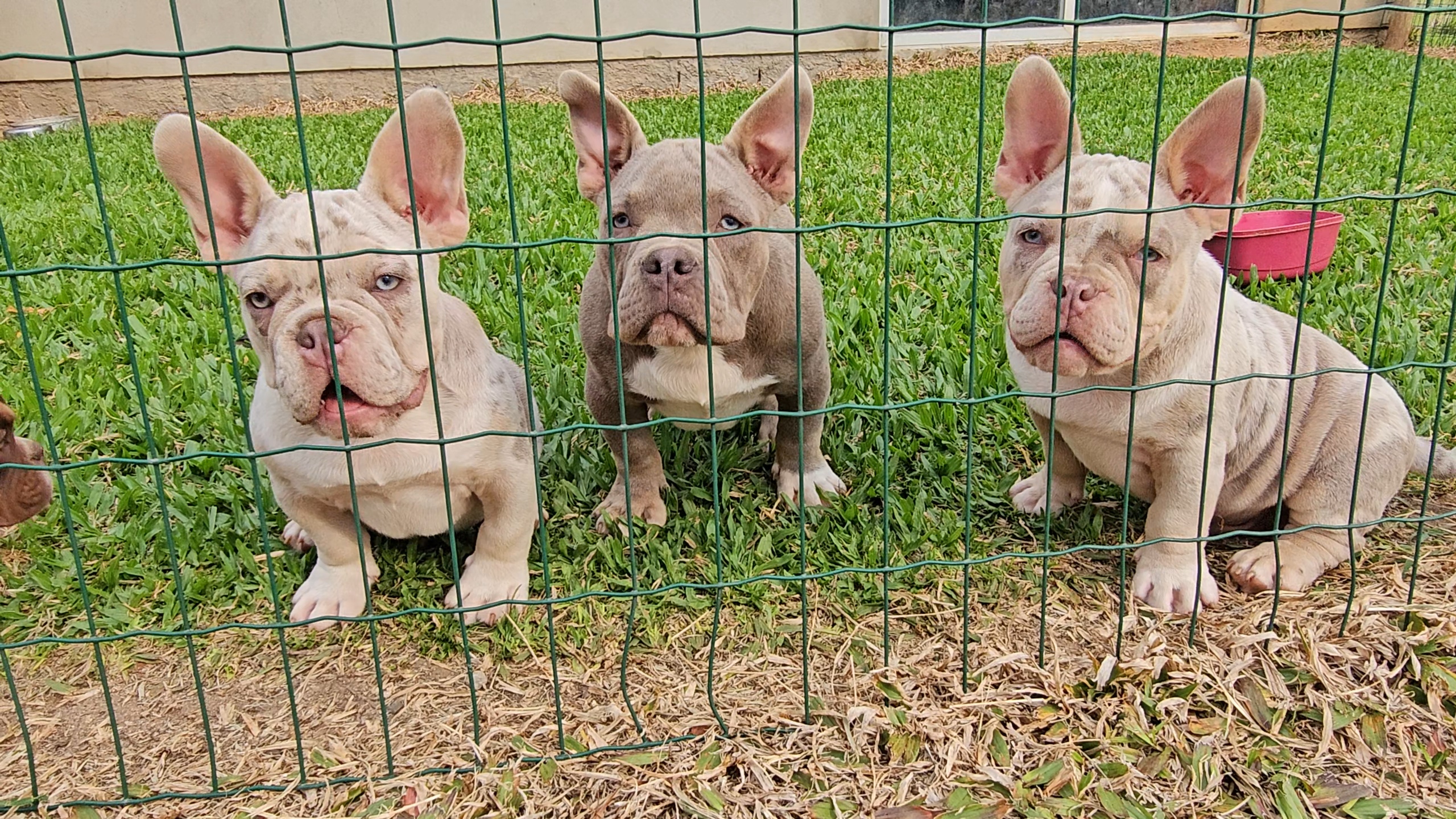 Portal Vendocão American bully /Exotic bully Torres