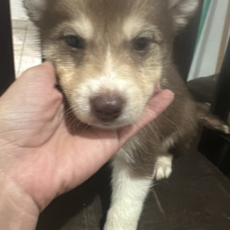 Lindos filhotes de husky com Border collie - Foto 3