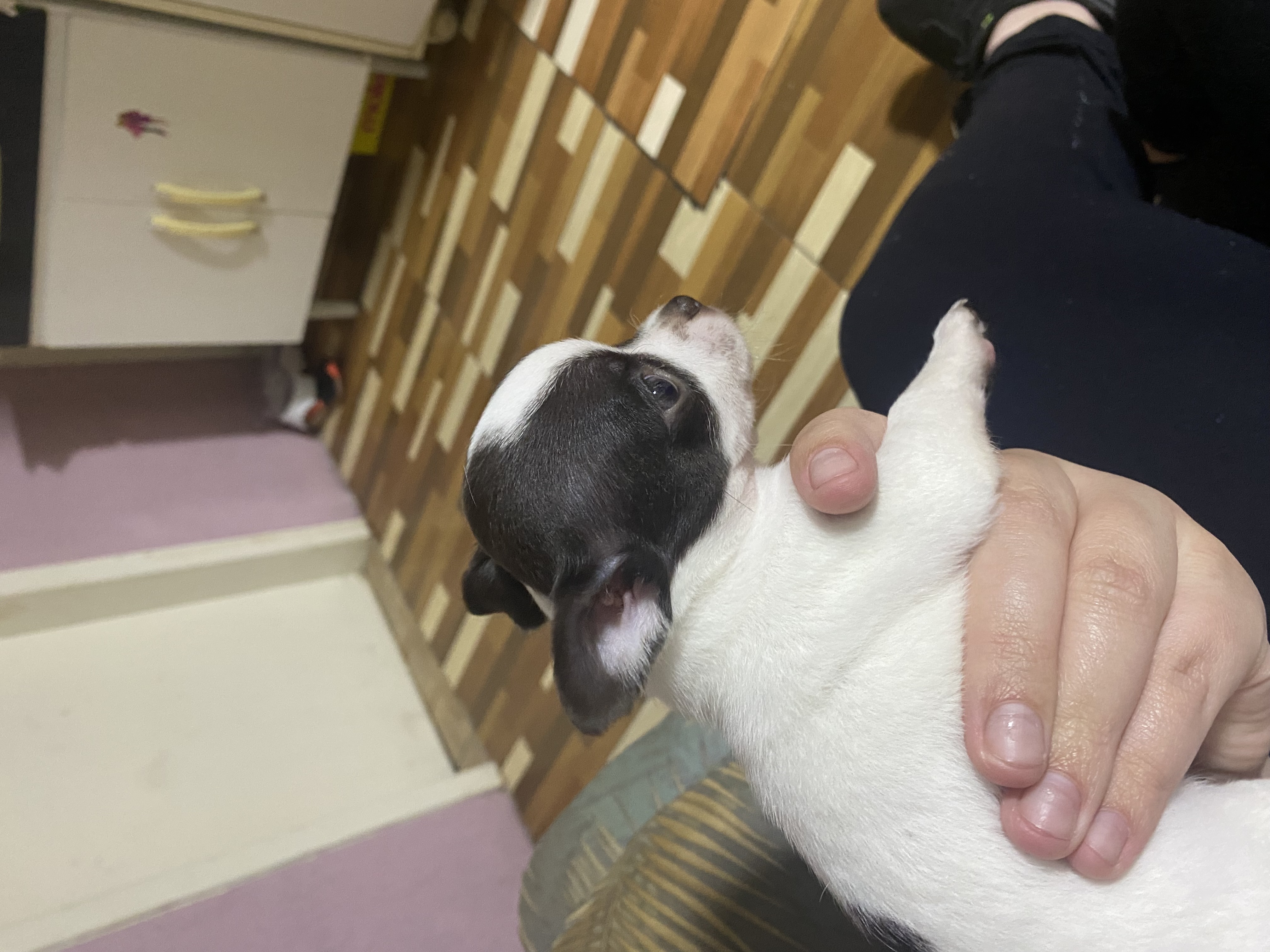 Portal Vendocão Chihuahua fêmea disponível  CURITIBA