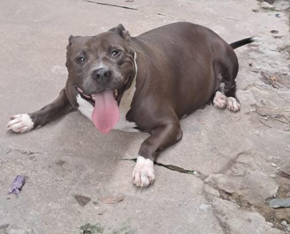 Portal Vendocão Pitbull  Rio de Janeiro 