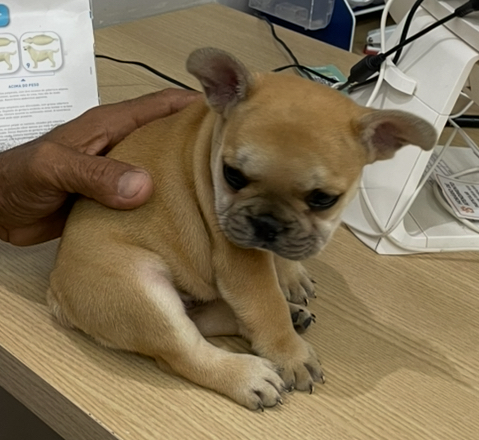 Buldogue francês femea - Foto 2