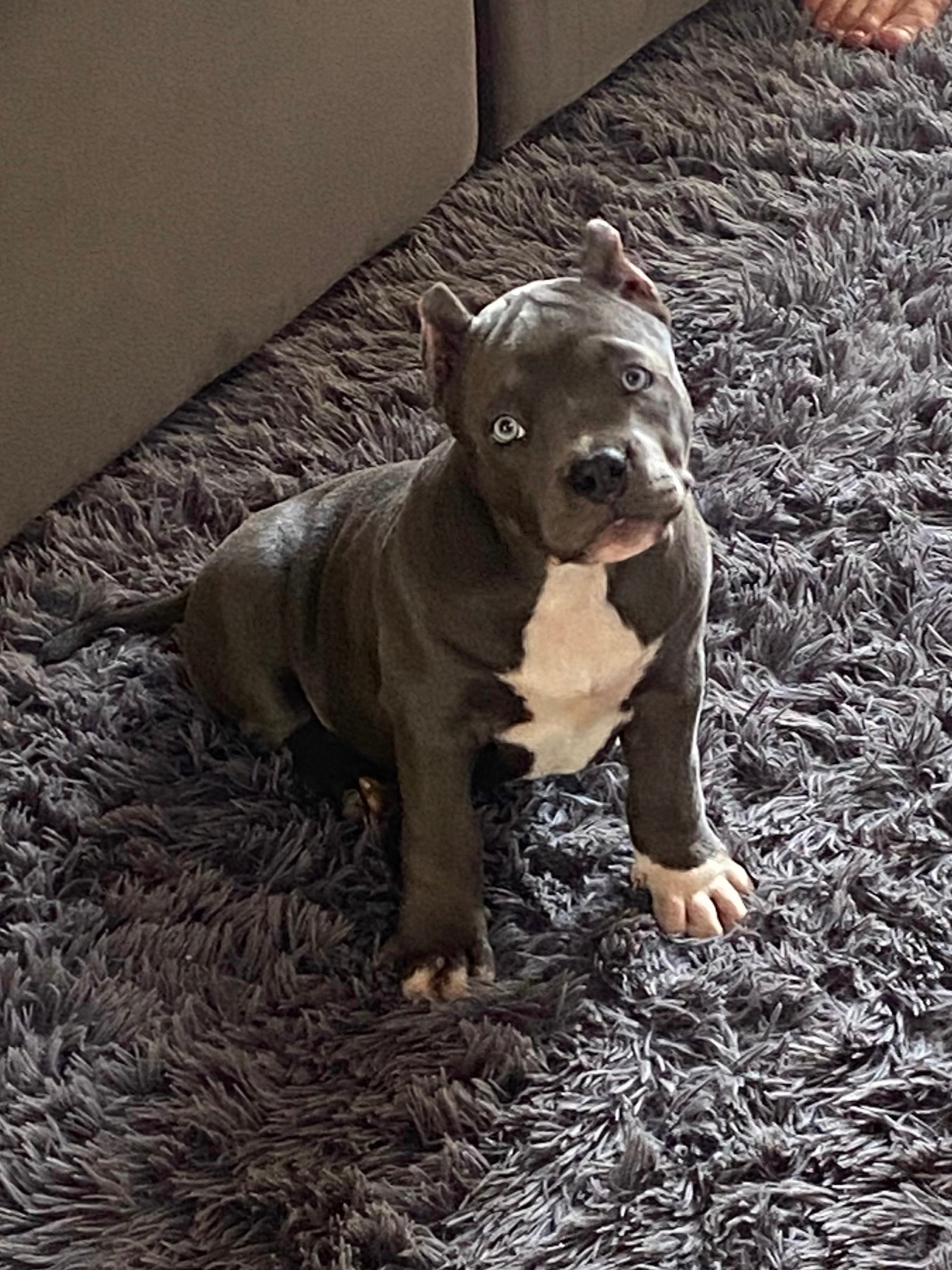 Filhotes de American bully