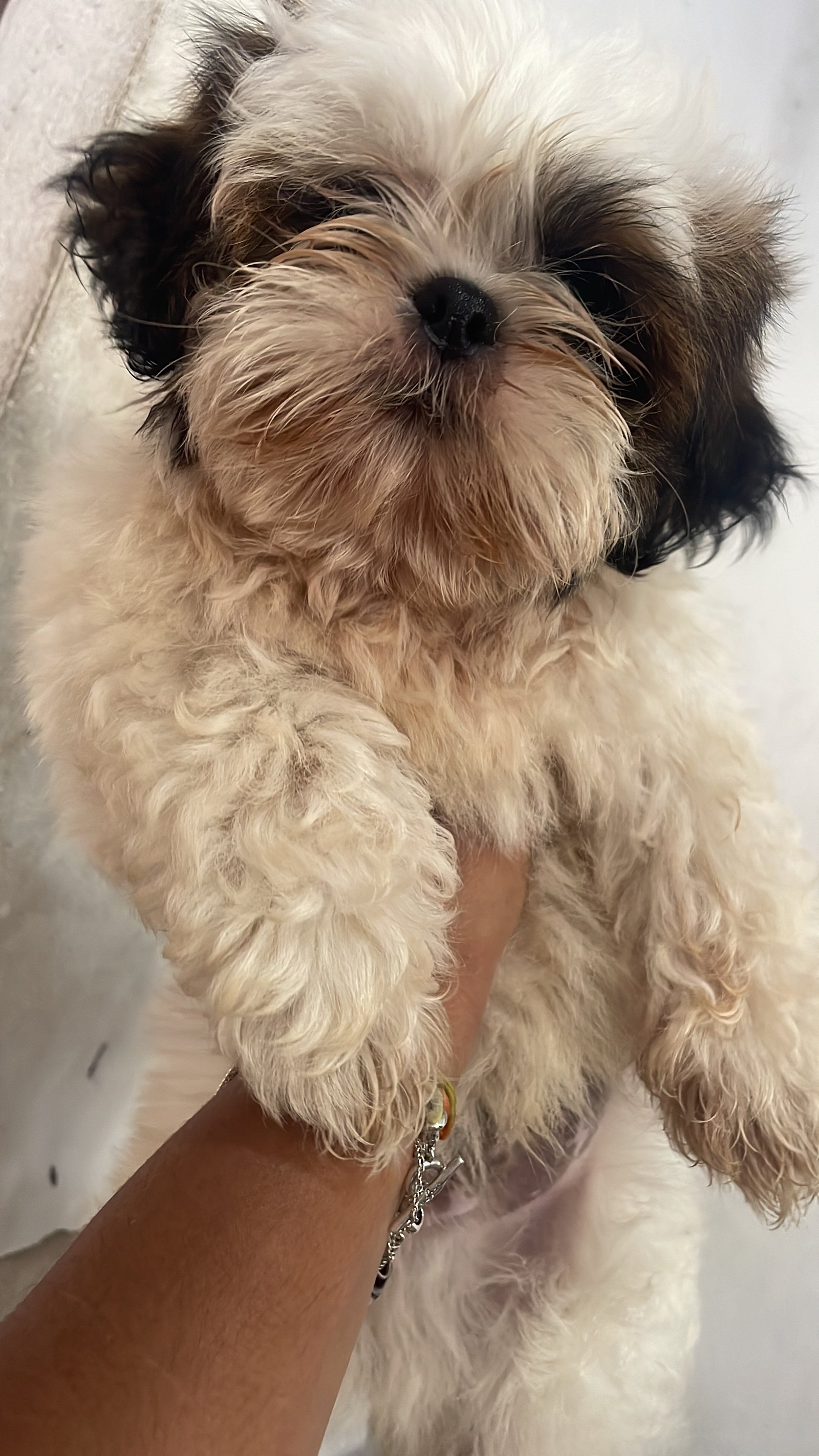 Shih tzu macho 