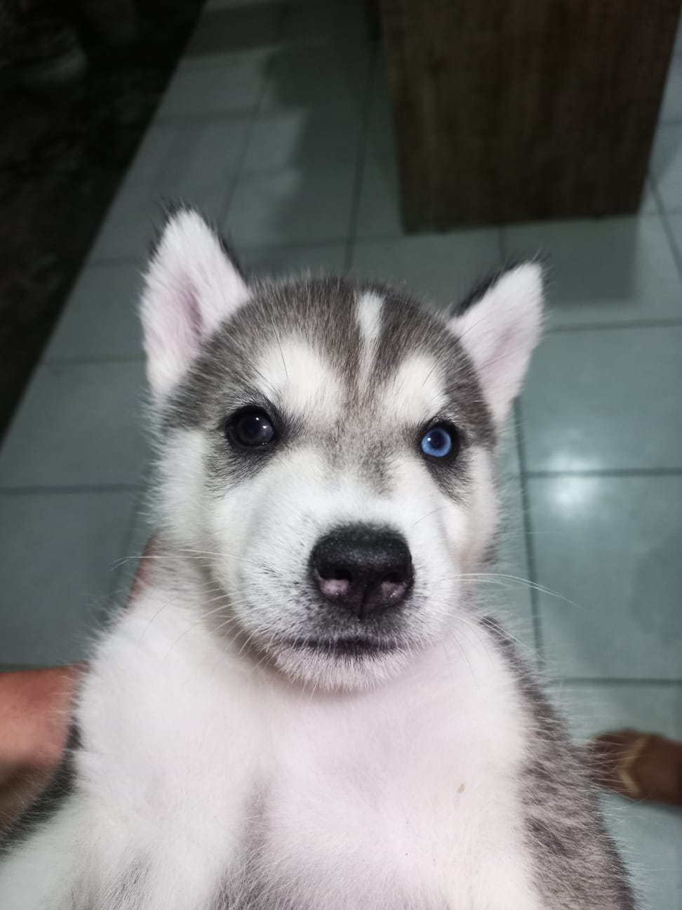 Portal Vendocão Husky siberiano  Recife - PE