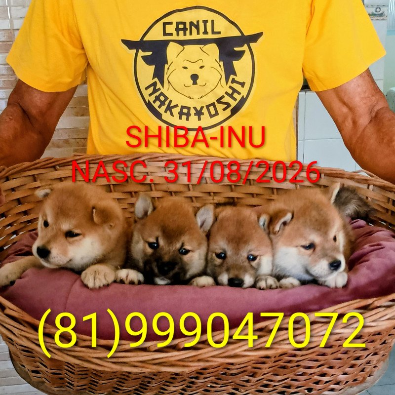 Filhotes de SHIBA com 30 dias,uma fêmea 3 machos