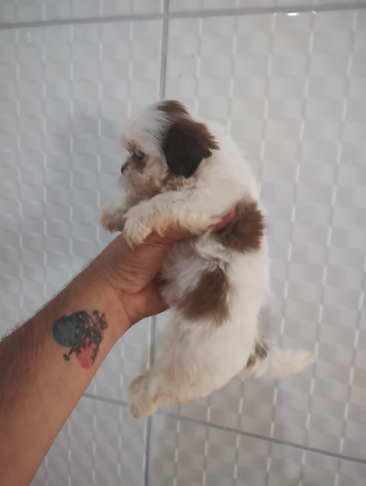 Portal Vendocão Vendo filhote de shihtzu  Olinda 