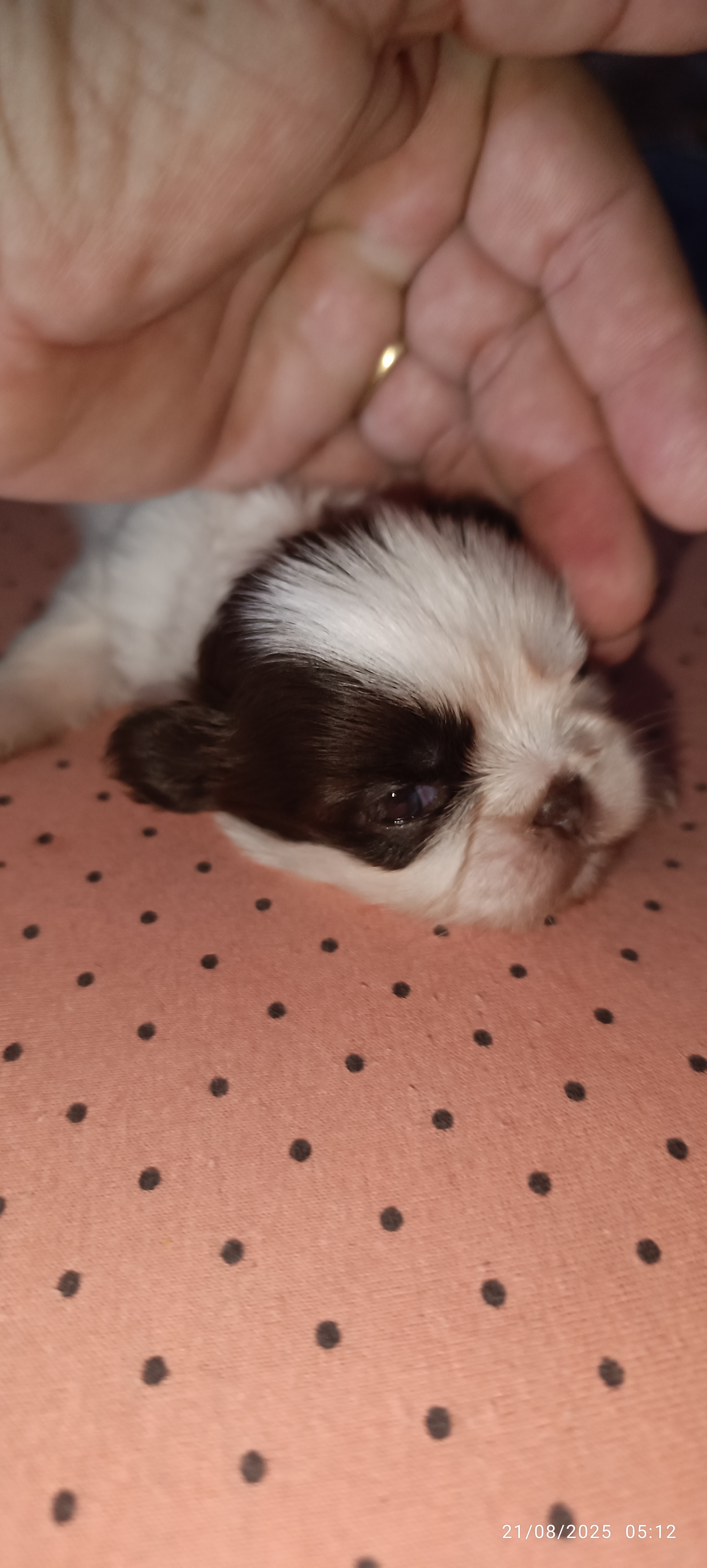 Portal Vendocão Mini shitzu  Serra