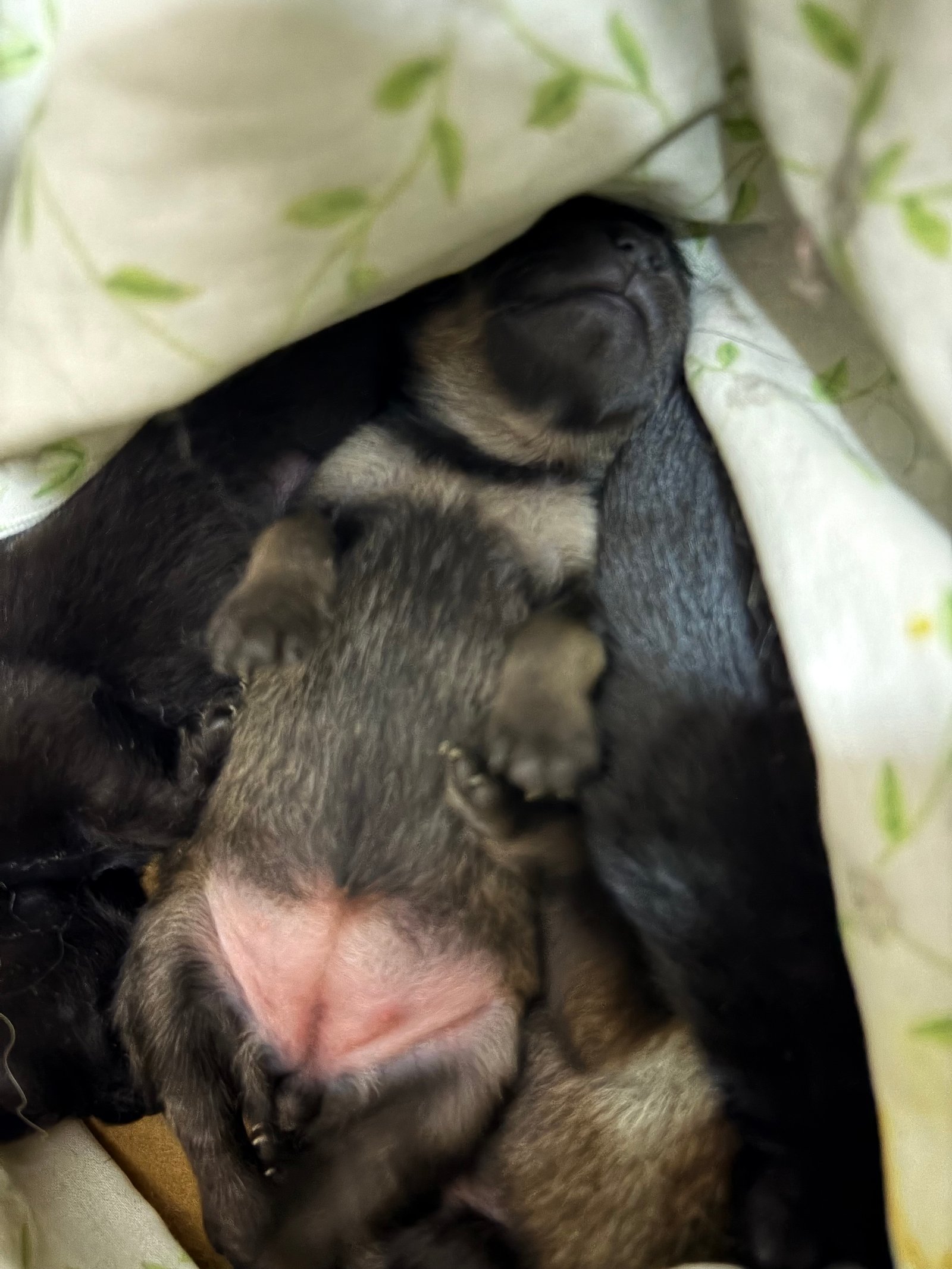 Lulu da pomerânia  - Foto 2
