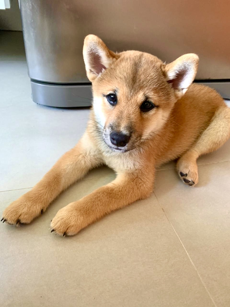 Portal Vendocão Filhote Macho de Shiba Inu Vitória 