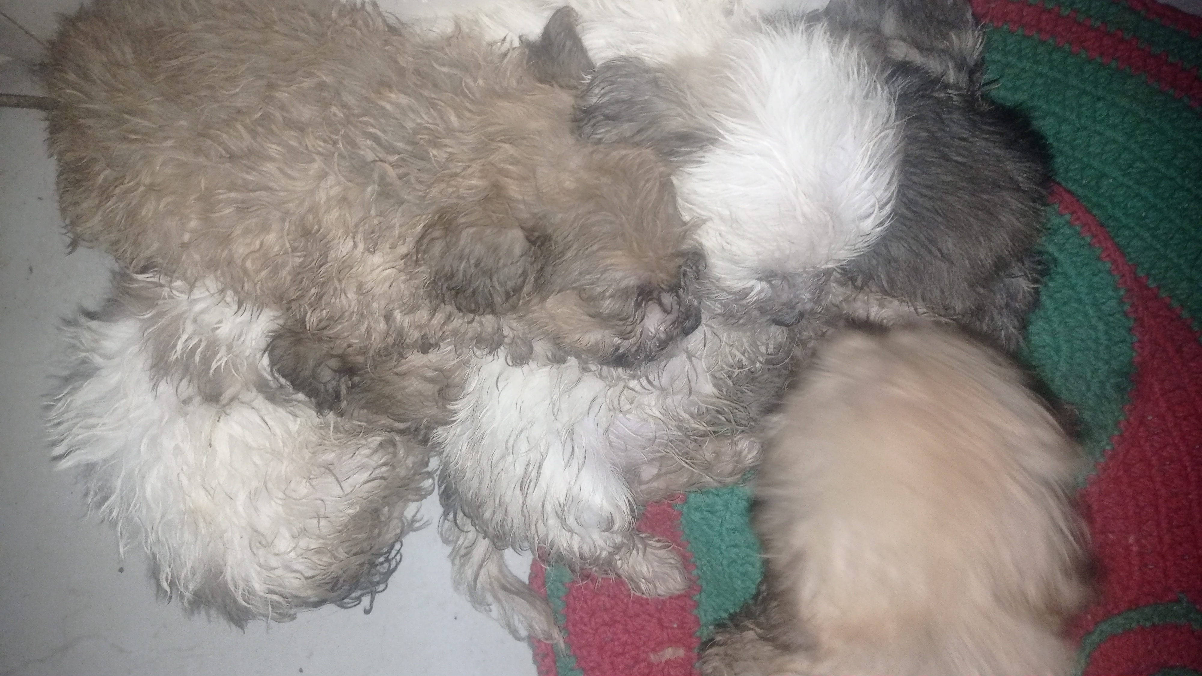 Portal Vendocão Filhote Peludos  Porto Velho