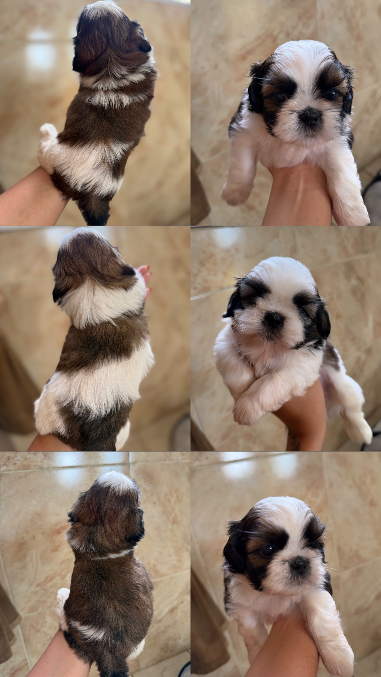 FILHOTE DE SHIH TZU - Foto 1