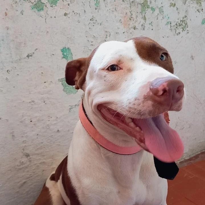 Filhotes de Pitbull terrier - Foto 5