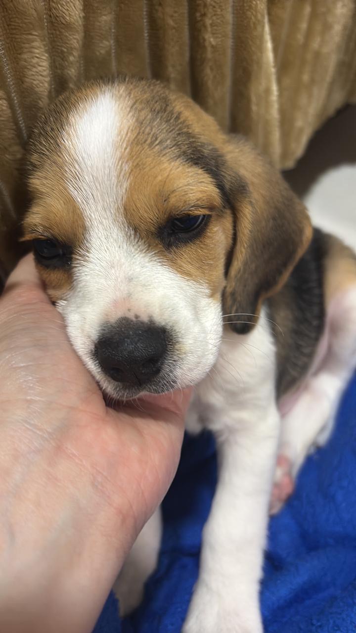 Portal Vendocão Beagle Feira de Santana