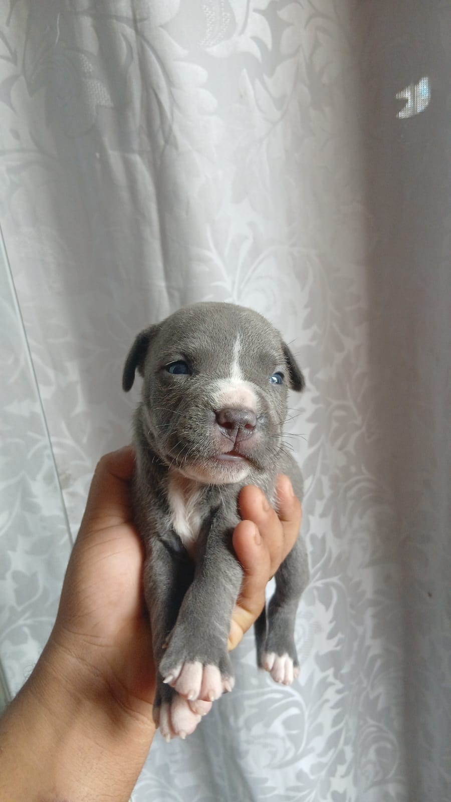 FILHOTE DE PIT BULL - Foto 2