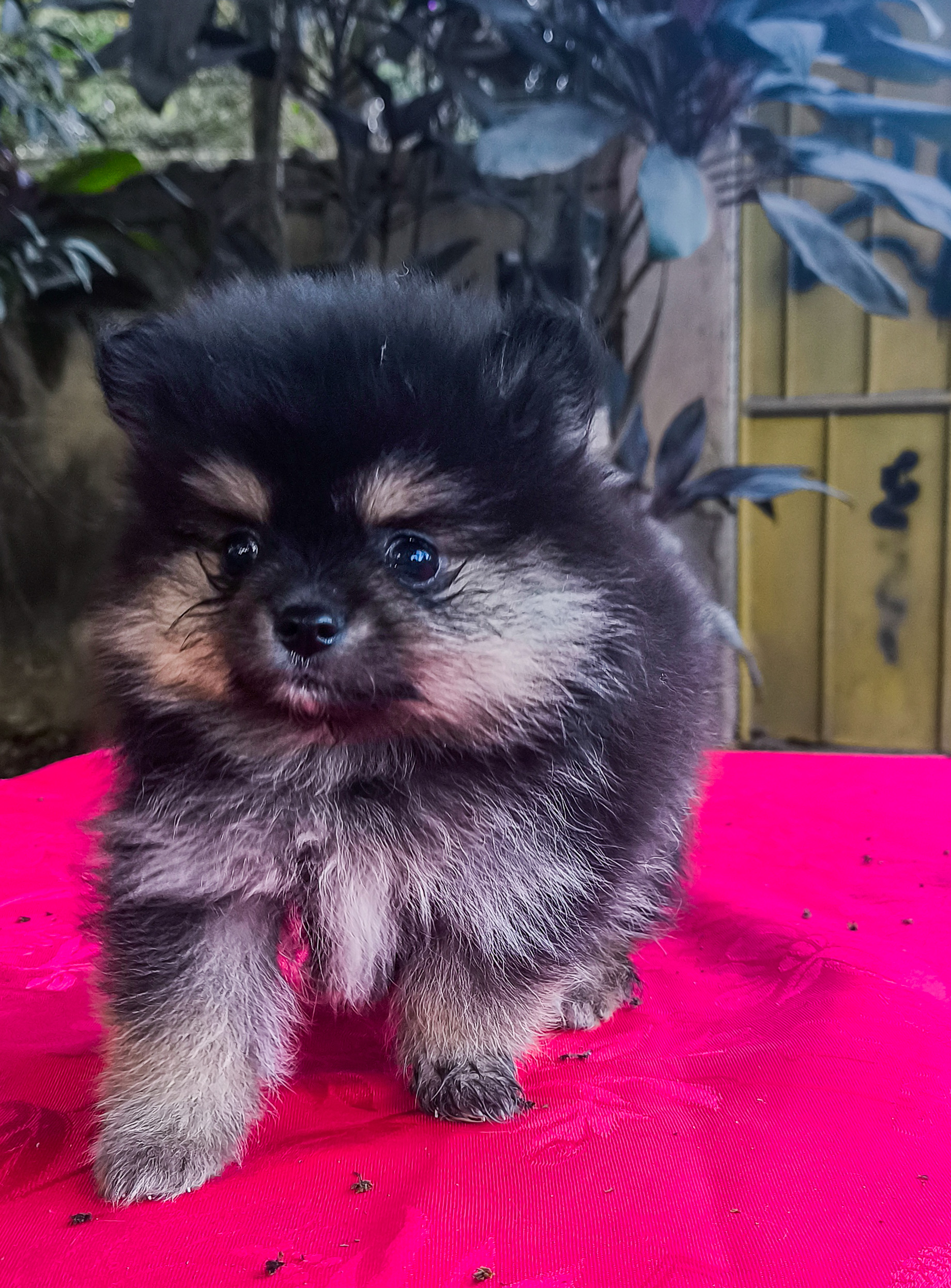 Portal Vendocão Spitz Alemão ( lulu da pomerana) Nova Iguaçu