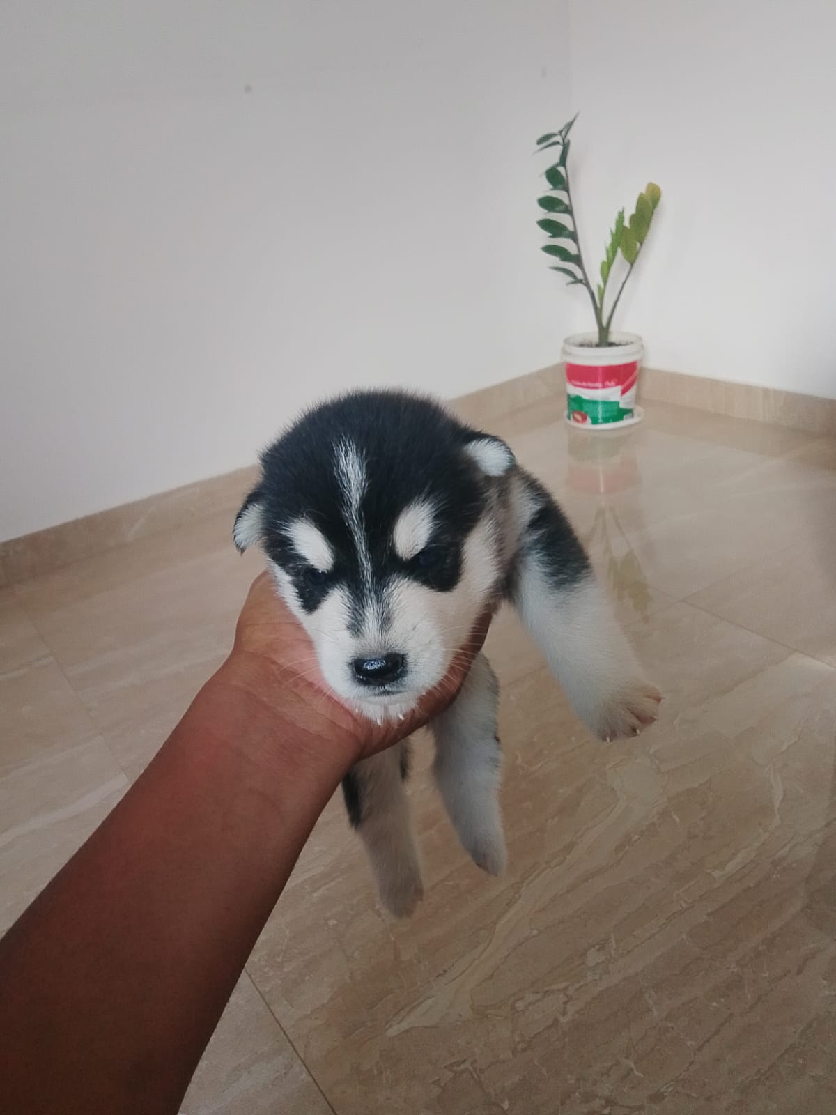 Vende-se filhotes de  husky siberiano  - Foto 2