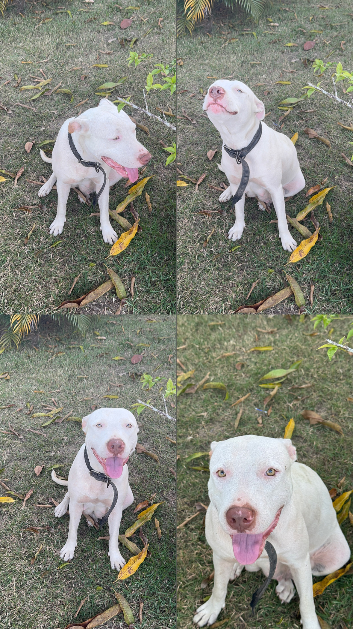 Portal Vendocão Filhotes de Pitbull  Paragominas 