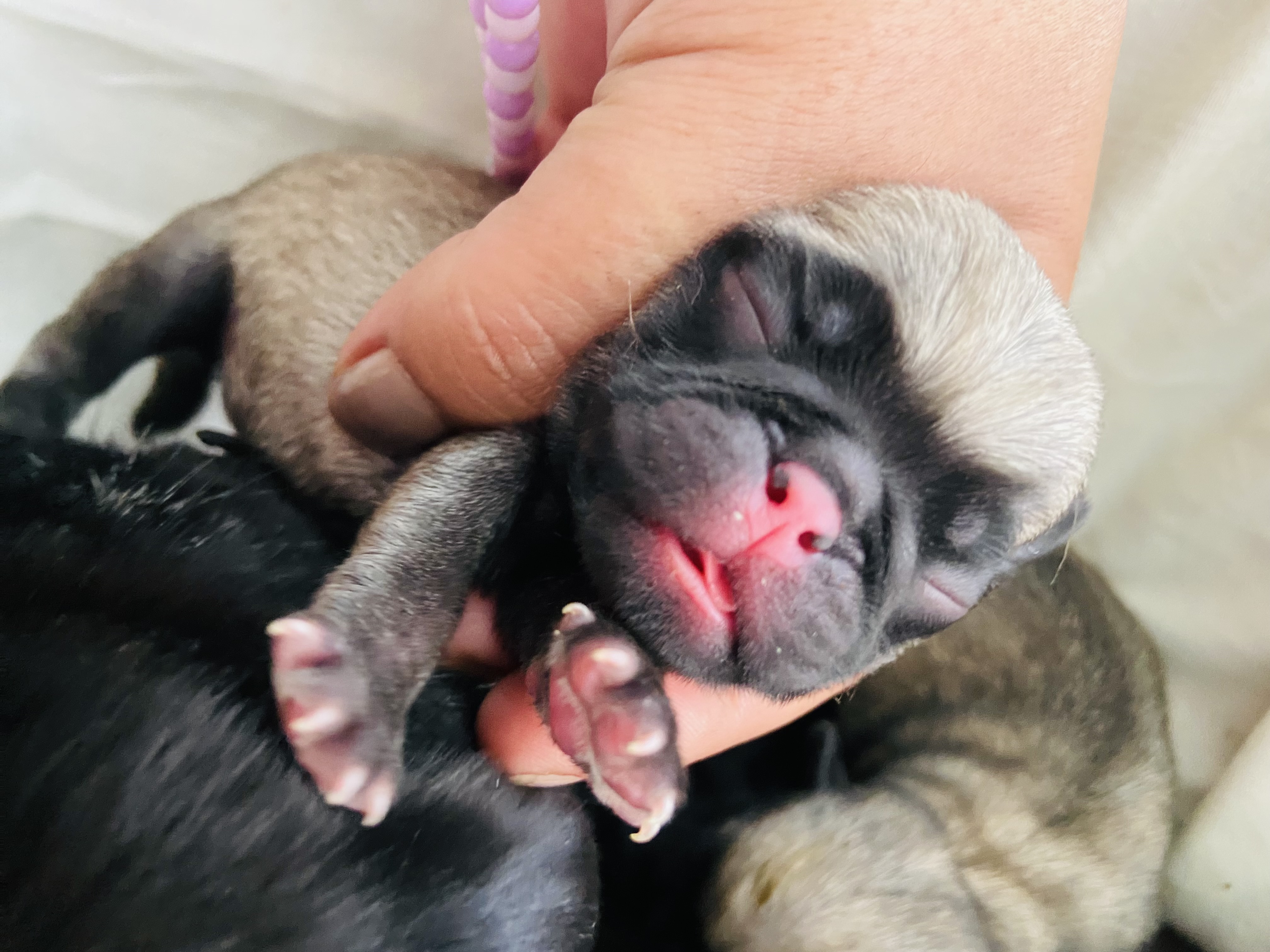 Portal Vendocão Pug fêmea  João Pessoa