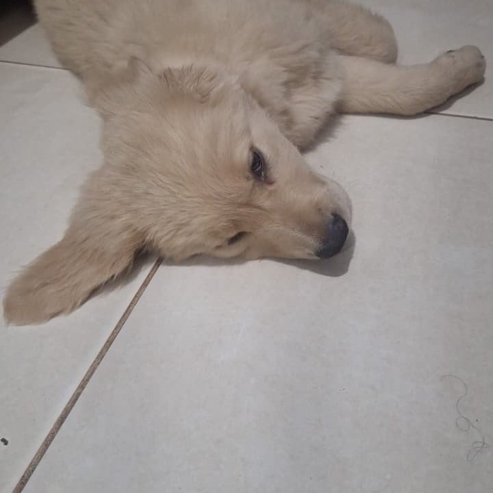 Vendo um lindo filhote de golden retriever.
