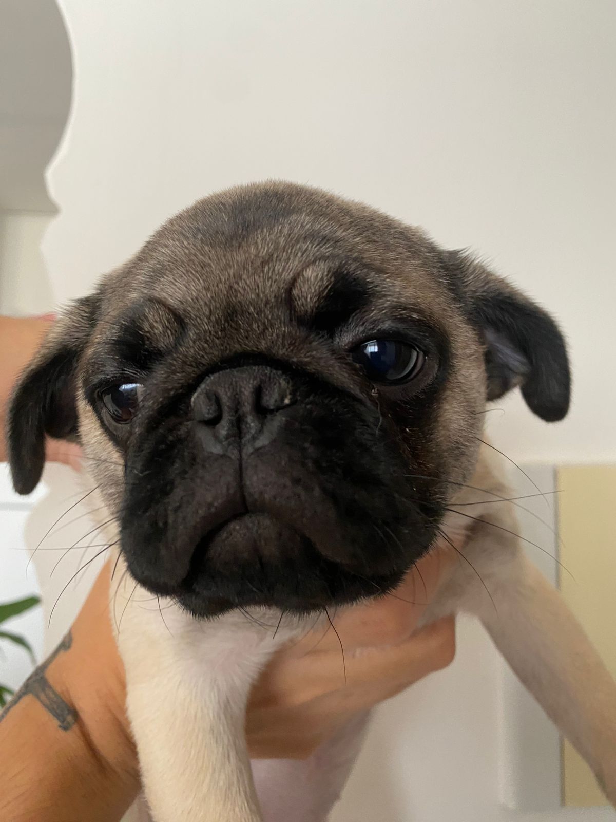 Portal Vendocão PUG FÊMEA  Campina Grande 