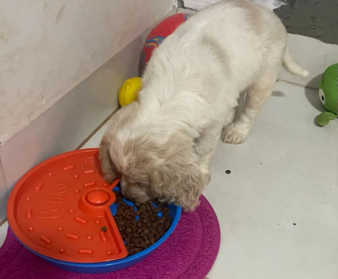 Portal Vendocão Lindos filhotes de Cocker  Campo Grande