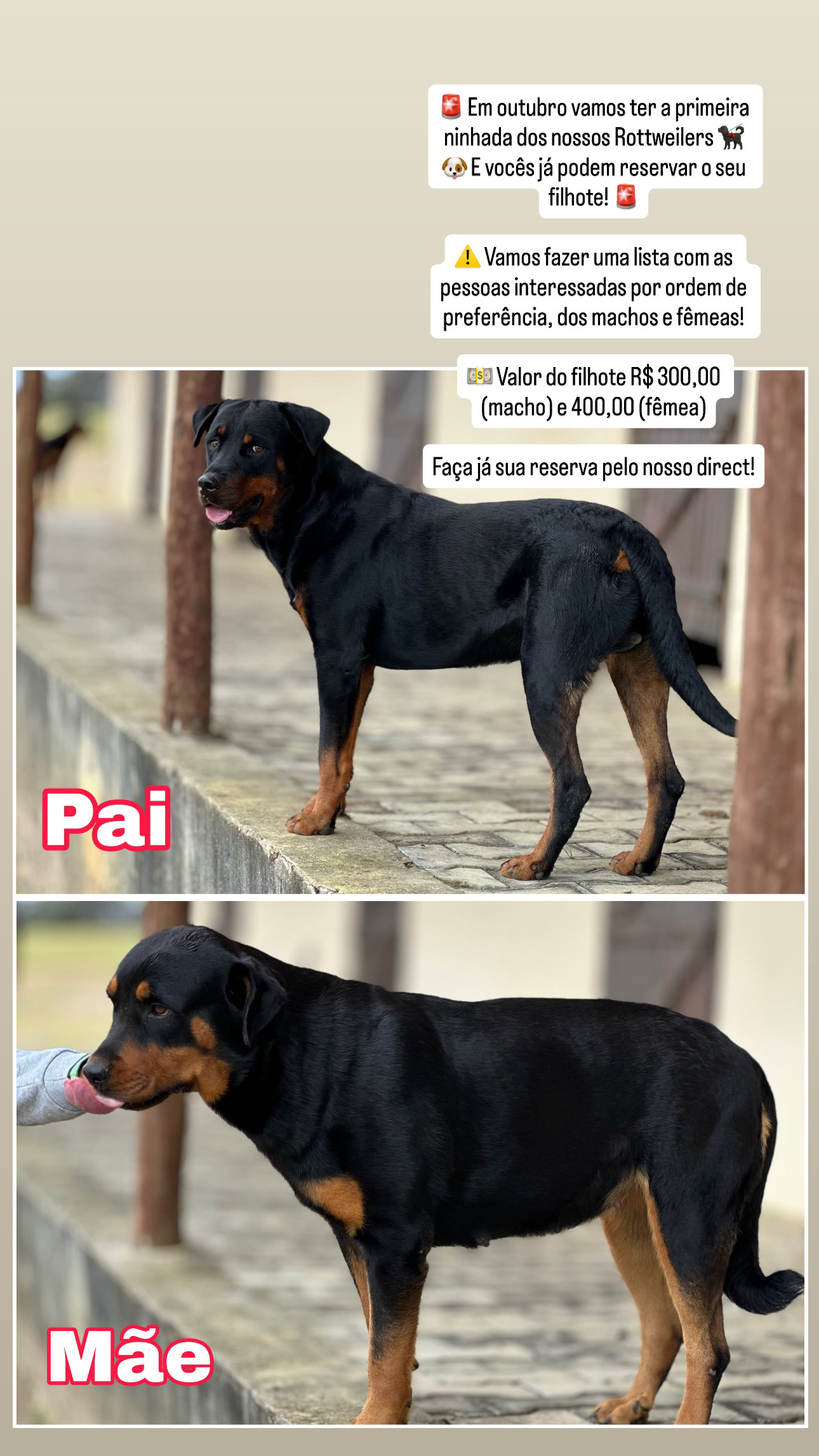 Portal Vendocão Vende-se filhote de Rotweiller Sapeaçu 