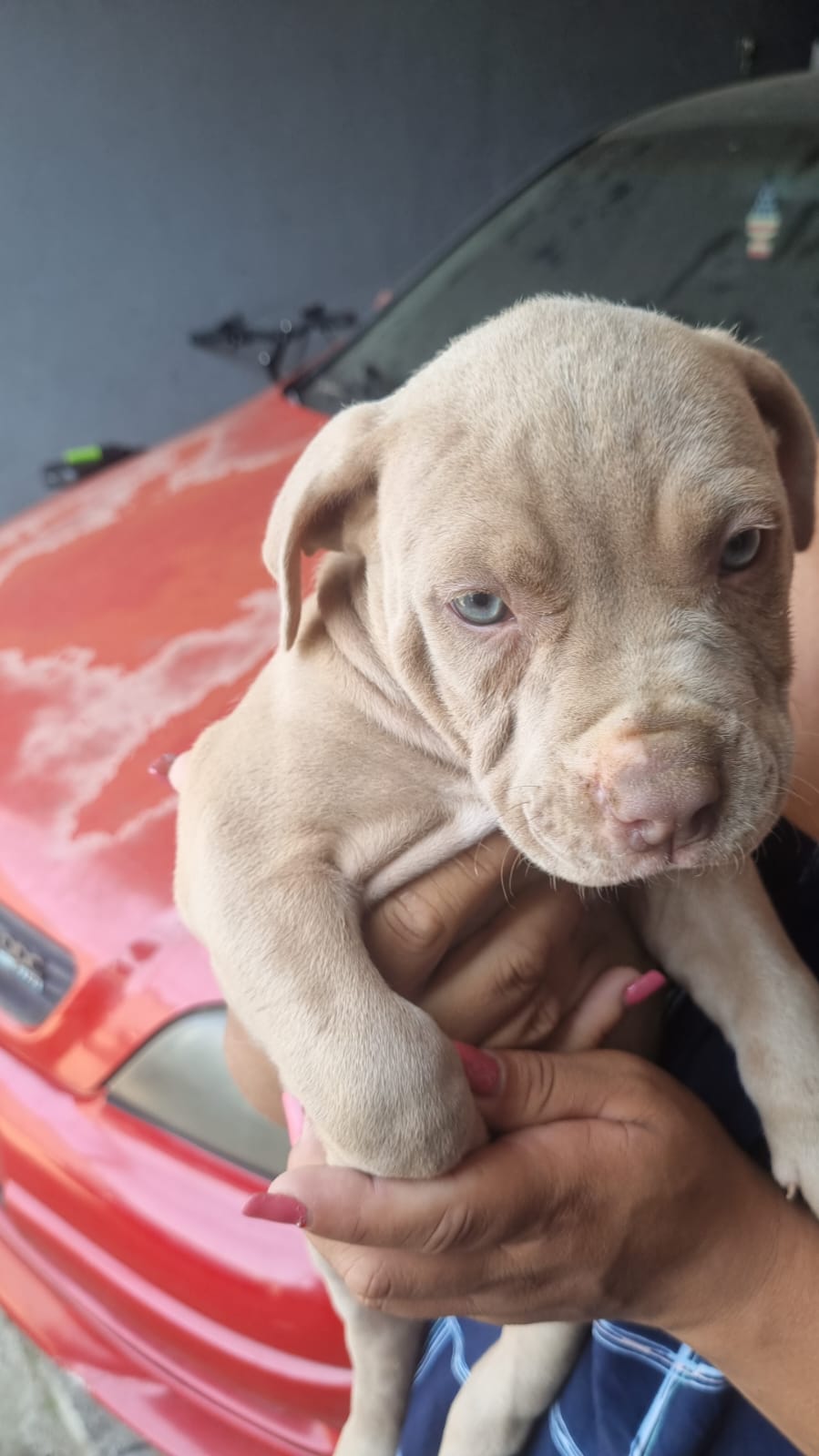Pitbull monter - Foto 1