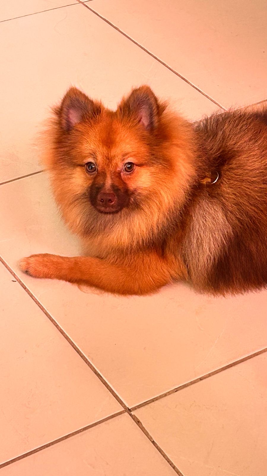 Filhotes de Spitz alemão macho!!! - Foto 5